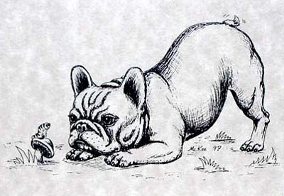 Бульдог карандашом пошагово