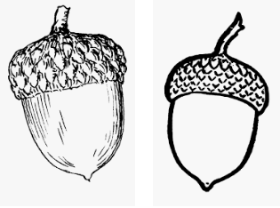 Поэтапное рисование Желудя