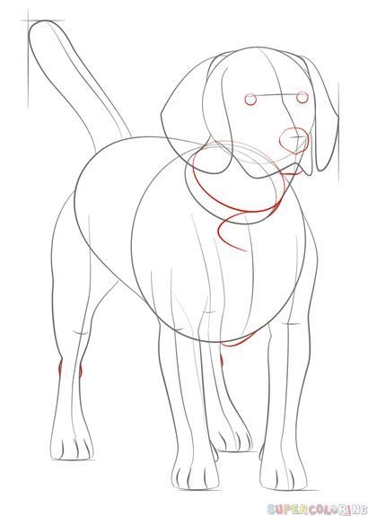 Бигль карандашом поэтапно