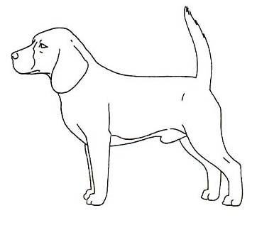 Короткошерстный Бигль