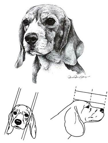 Морда бигля спереди