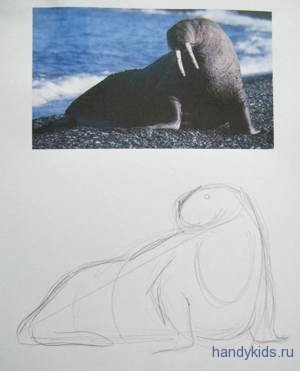 Поэтапное рисование моржа