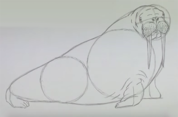 Нарисовать моржа поэтапно