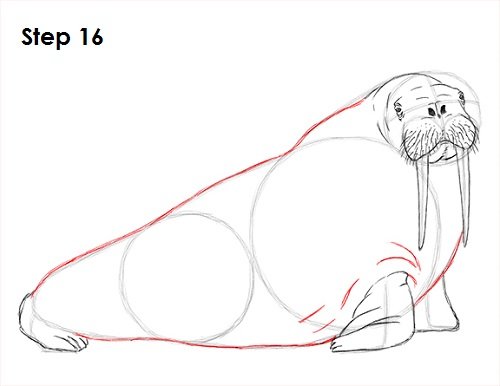 Схема рисования головы моржа