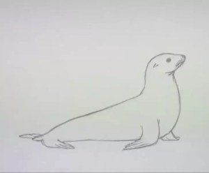 Морской котик поэтапное рисование