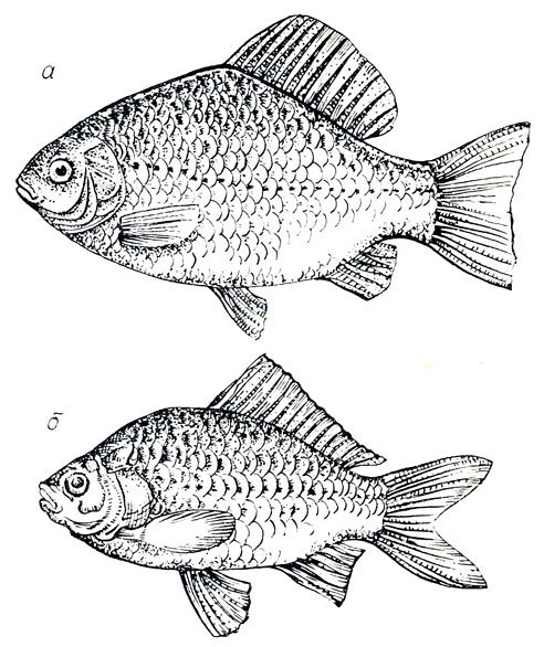 Золотой карась и серебряный карась