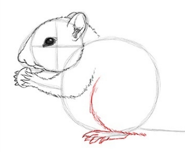 Бурундук карандашом поэтапно