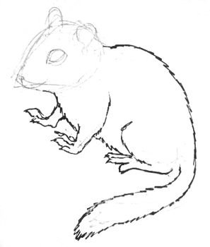 Бурундук рисунок простым карандашом