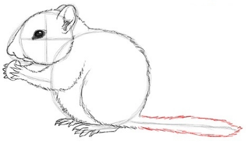 Рисуем белочку поэтапно