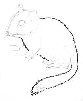 Бурундук рисунок карандашом поэтапно