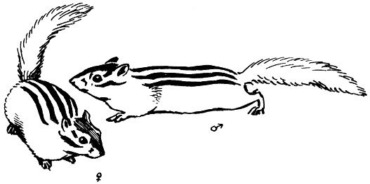 Как нарисовать бурундука (61 фото)