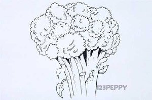 Брокколи рисунок карандашом поэтапно