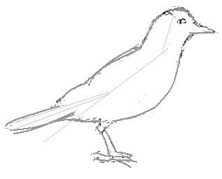 Галка рисунок карандашом