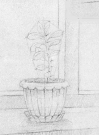 Наброски с натуры комнатных растений