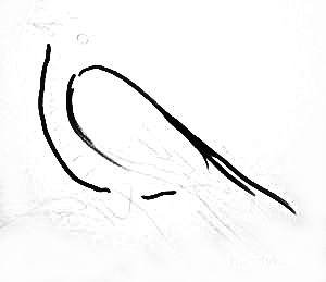 Простой рисунок кукушки пошагово