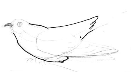 Кукушка рисунок карандашом легкий