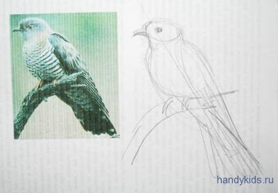 Кукушка рисунок карандашом для начинающих