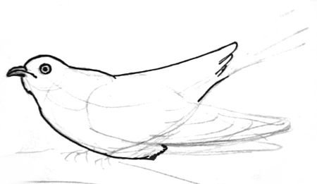Кукушка рисунок карандашом