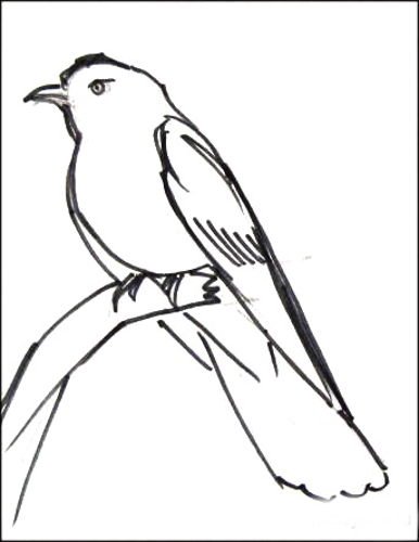 Схема рисования птиц