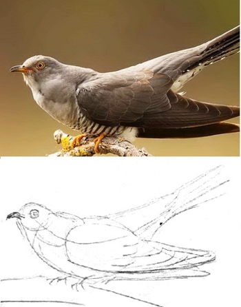 Нарисовать кукушку простым карандашом