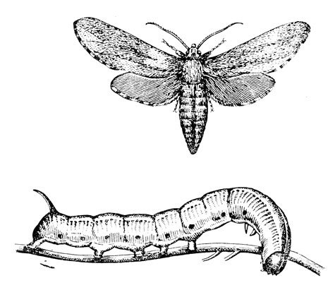 Гусеница БРАЖНИКА