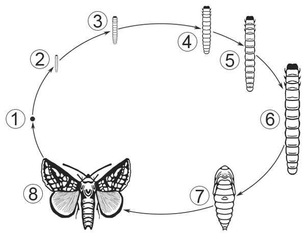 Жизненный цикл насекомых схема