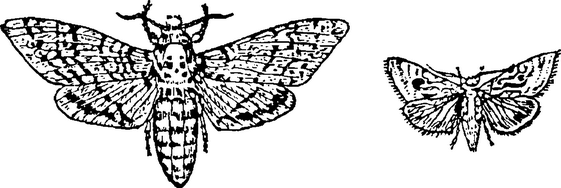 Бражник мёртвая голова раскраска