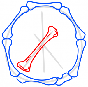 Как нарисовать кость поэтапно