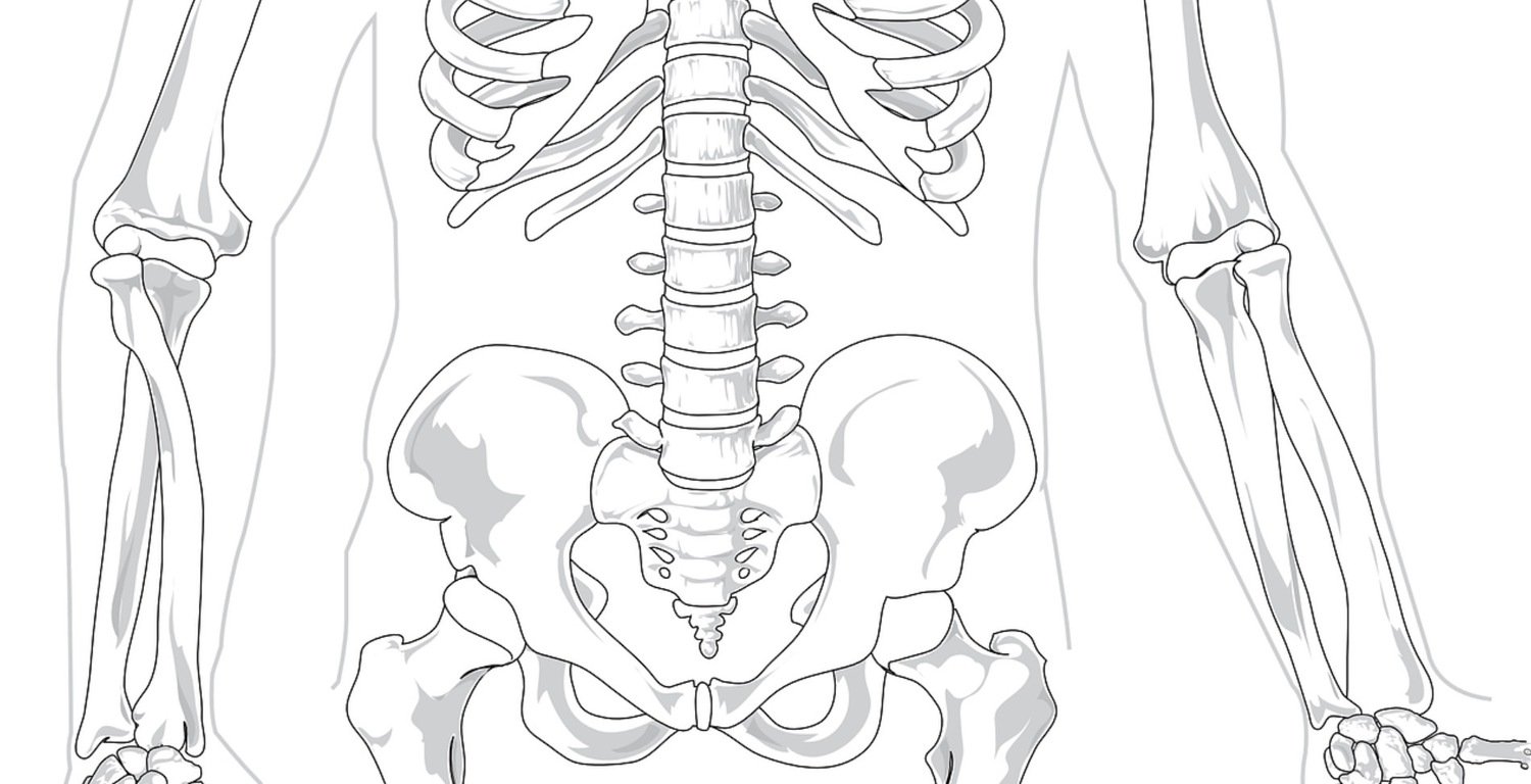 Скелет тазовой анатомия