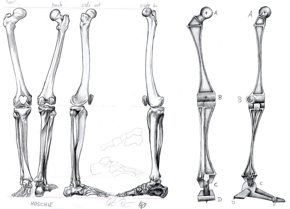 Нижние конечности тела. Анатомия кости референс ноги. Кости ноги скелет референс. Скелет нижней конечности Баммес. Кости голени на скелете.