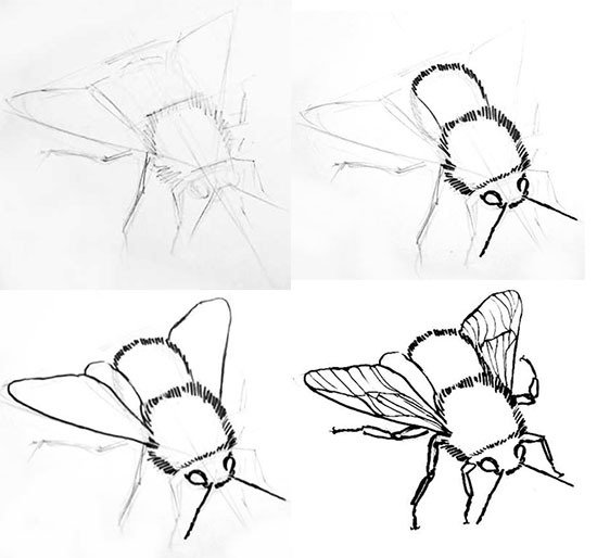 Шмель рисунок карандашом