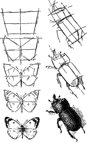 Поэтапное рисование насекомых