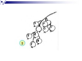 Как нарисовать смородину