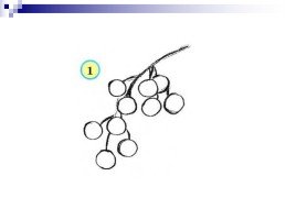 Смородина пошагово рисовать