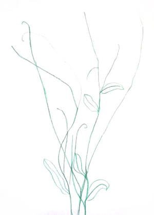 Незабудки рисунок поэтапно