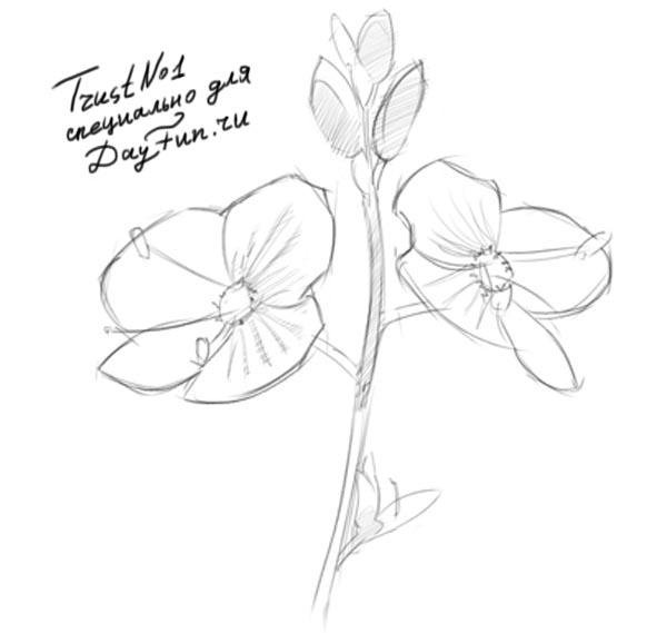 Незабудка карандашом