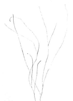 Незабудки карандашом поэтапно