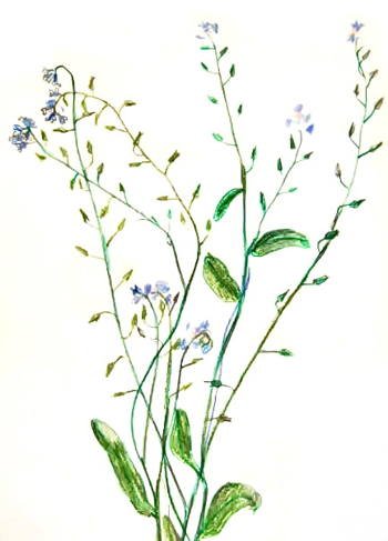 Рисуем незабудки пошагово