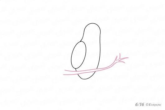 Тетерев рисунок поэтапно