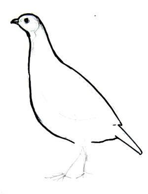 Нарисовать куропатку