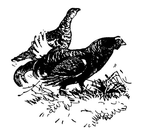 Тетерев Косач раскраска