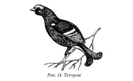 Тетерев черно белый рисунок