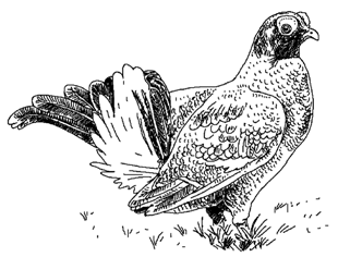 Тетерев Наброски