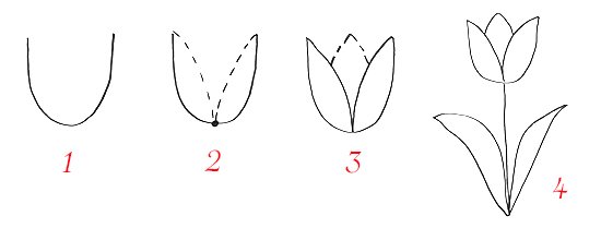 Поэтапное рисование тюльпана