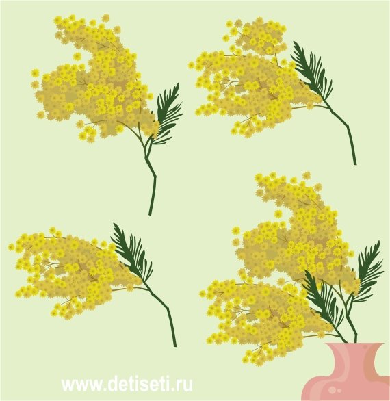 Корень мимозы рисунок