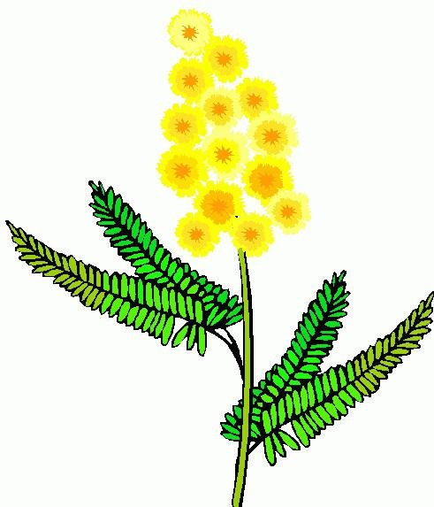 Мимоза для детей