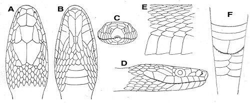 Чертежи змеи