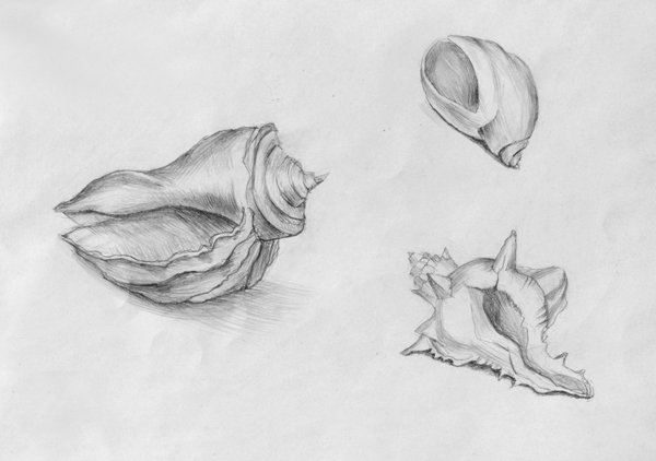 Поэтапное рисование ракушек