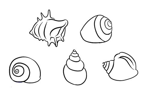 Раскраски маленькие очень ракушки
