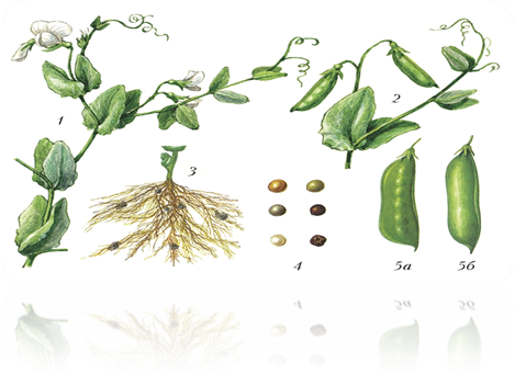 Фазы развития гороха